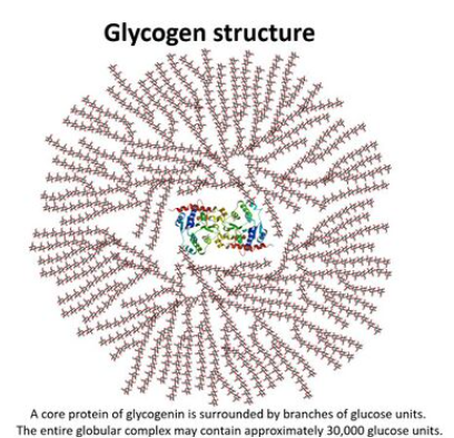 <p>Branched chain of alpha glucose with both 1,4 and 1,6 glycosidic bonds. Similiar to amylopectin but more branched.</p>