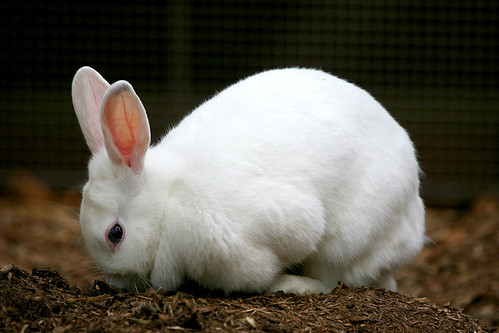 <p>Rabbit</p>
