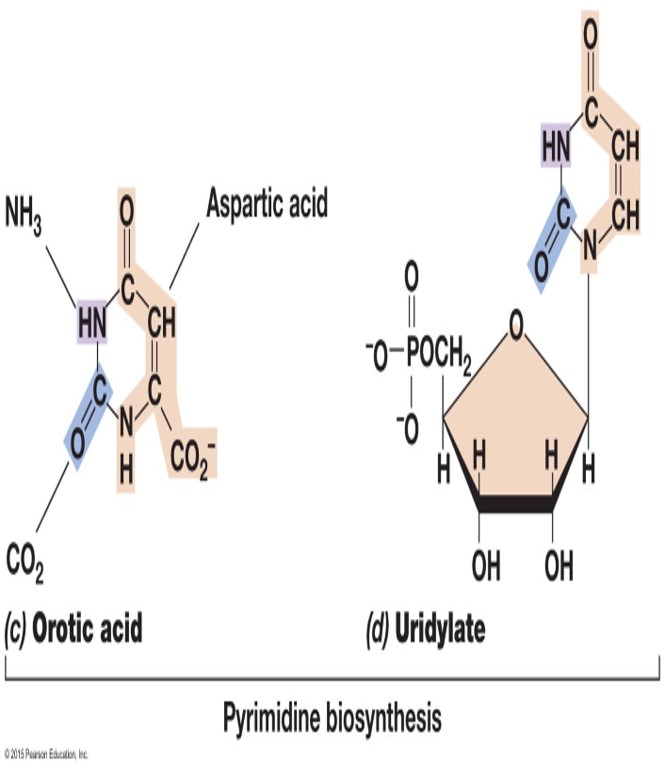 Nucleotide anabolism

\
Orotic acid precursor

\
Activated ribose is added

\
UMP intermediate

\
Products CTPT and TMP

\
A Growth Factor