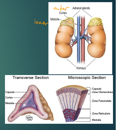 <p>adrenal glands (close to kidneys) </p>