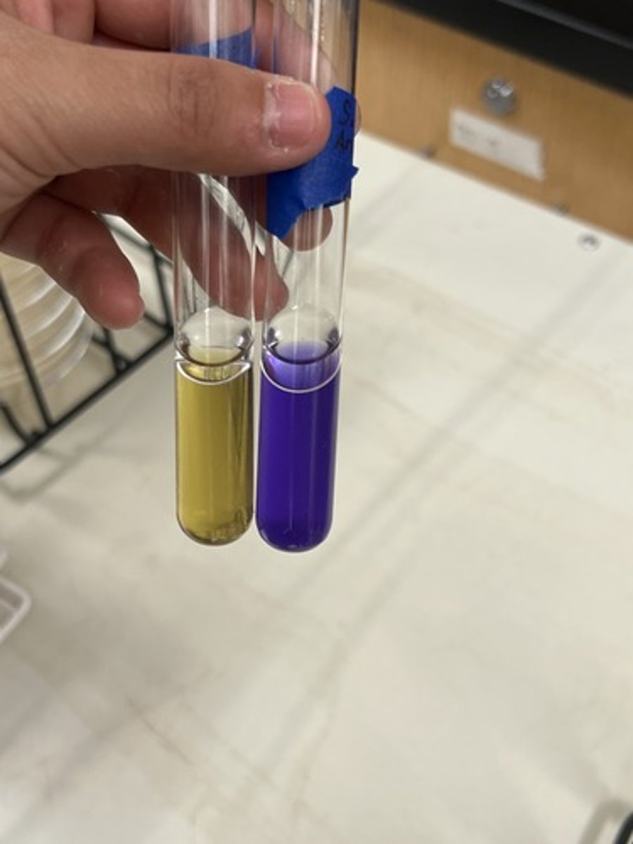 <p>Tests for the presence of the Arginine Dihydrolase enzyme.</p><p>Positive test: Broth turns purple</p>