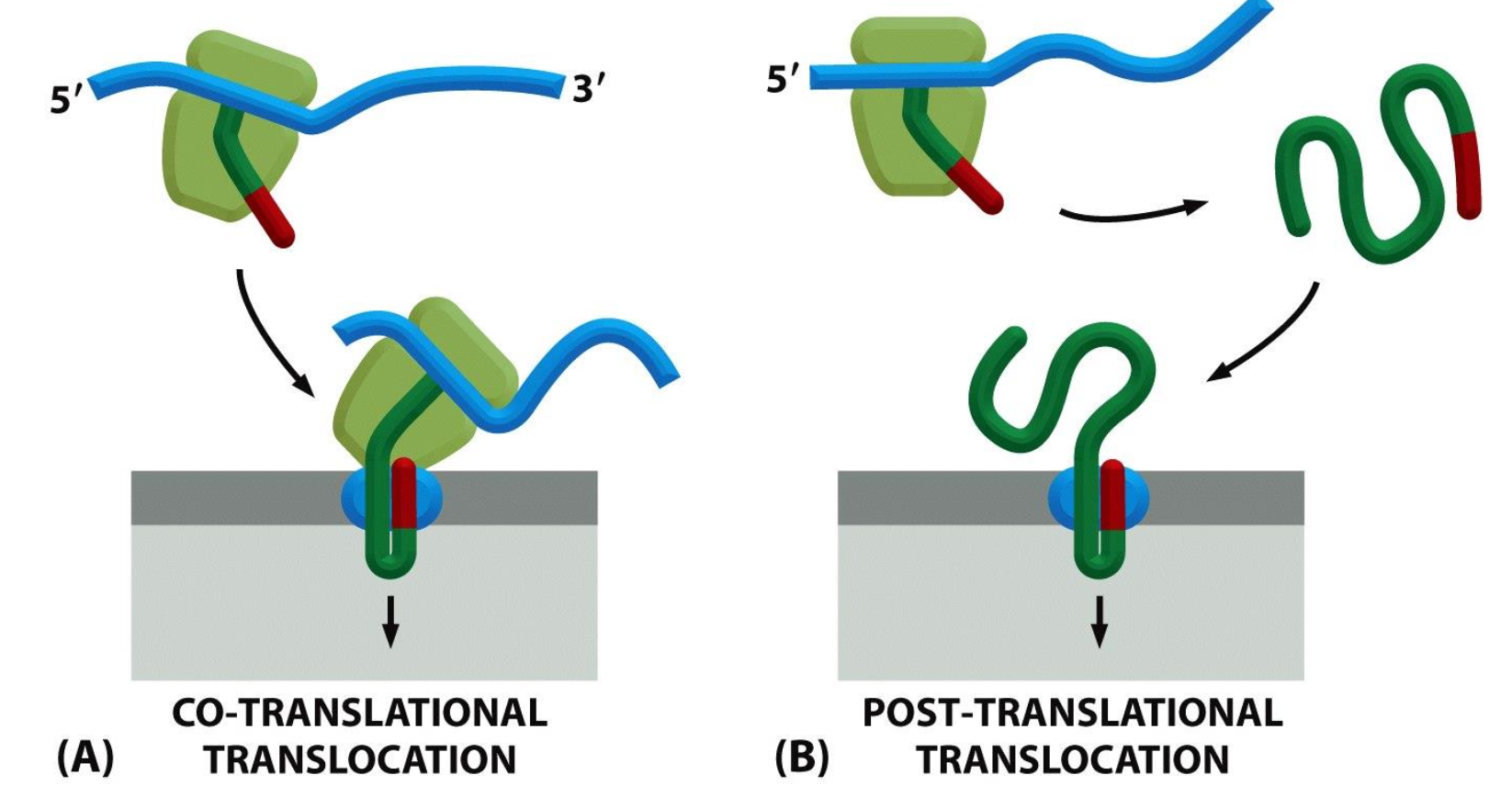 <p><span><span>There are also differences in the translocation obviously we have co translational translocation (membrane bound) which is when the translation of the protein and translocation takes place at the same time and post translational translocation (free ribosomal) is when the strand is translated first and then translocated into the membrane.</span></span></p>