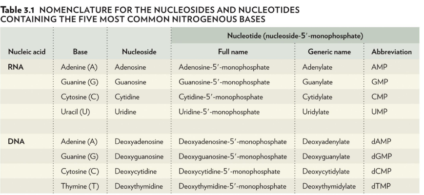 <ul><li><p>nitrogenous bases end in -ine</p></li><li><p>nucleosides end in -osine or -idine</p></li><li><p>full name of a nucleotide: nucleoside-5’-monophosphate (only monophosphates in DNA/RNA)</p></li><li><p>generic name ends in either -ylate or -idylate</p></li><li><p>lowercase d means it’s in DNA</p></li></ul><p></p>
