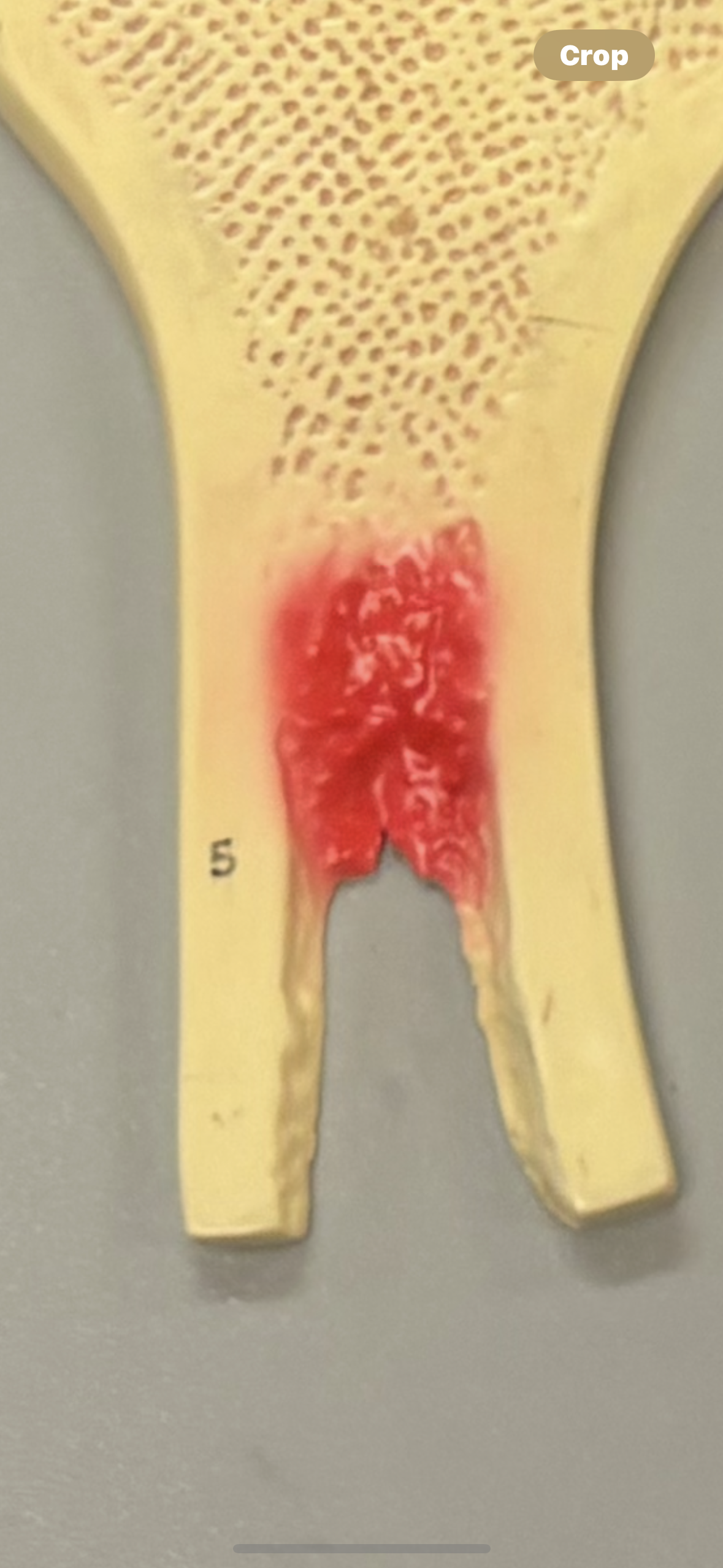 term image