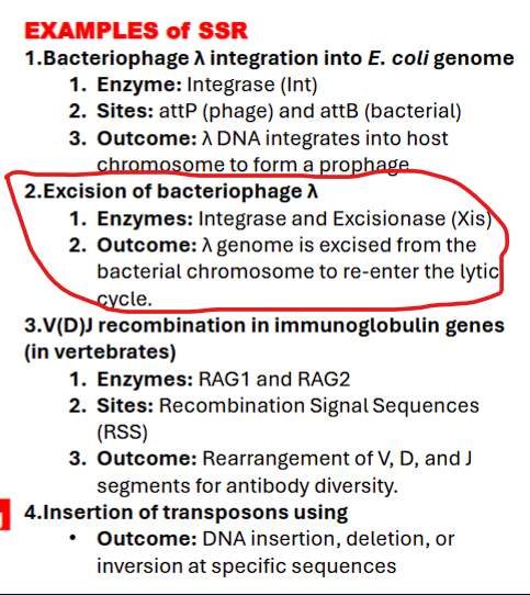 <p>what are examples of SSR (Excision of bacteriophage λ)</p>