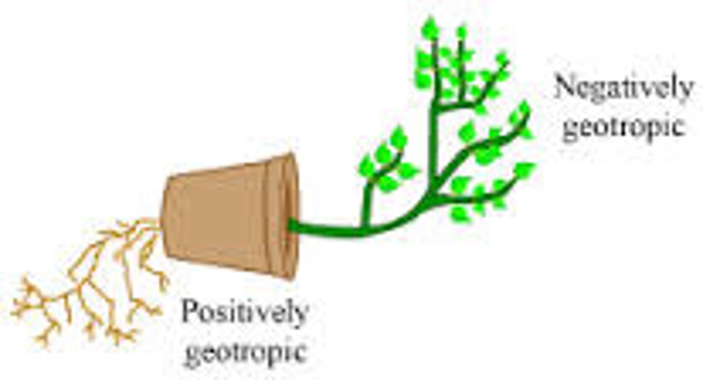 <p>Plant stems (shoots) grow away from the gravitational attraction</p>