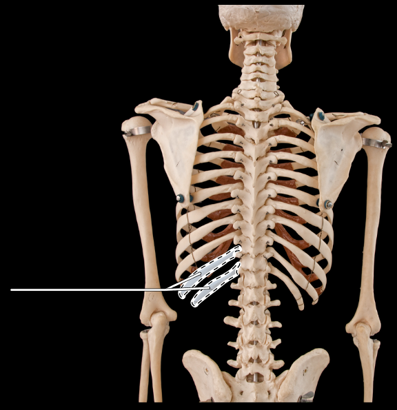 <p>What is the highlighted section called? (Be specific).</p><p>(Thoracic cage, posterior view).</p>