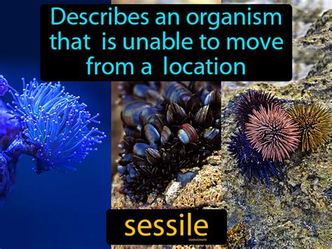 <p>Sessile </p>