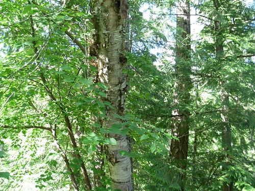 (Betula papyrifera)