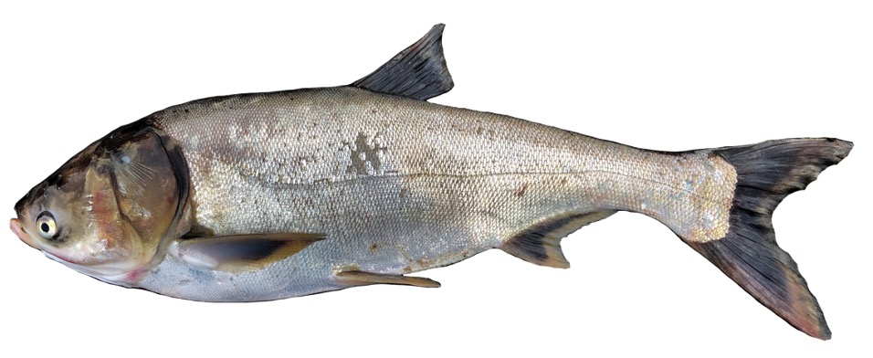 <p>Xenocyprinidae;</p><p><span><span>Silver Carp;</span></span></p><p><span><span>Hypophthalmichthys molitrix</span></span></p>
