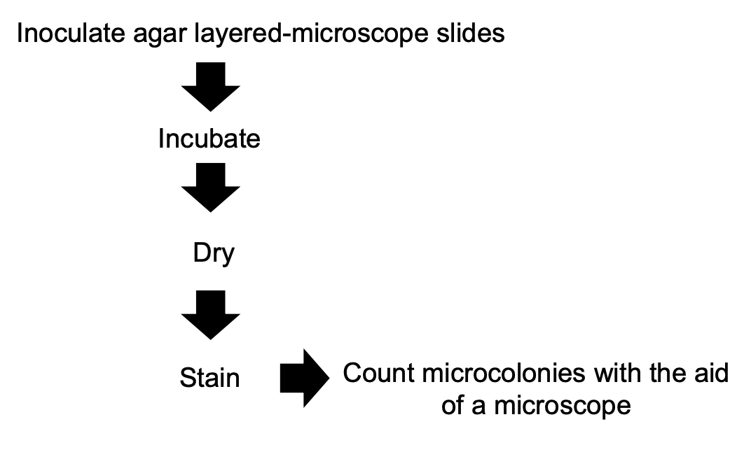 <ol><li><p>Inoculate agar-layered microscope slide with sample</p></li><li><p>Incubate</p></li><li><p>Dry</p></li><li><p>Stain</p></li><li><p>Count microcolonies under microscope</p></li></ol><p></p>