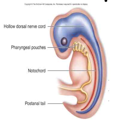 <p>Chordates</p>