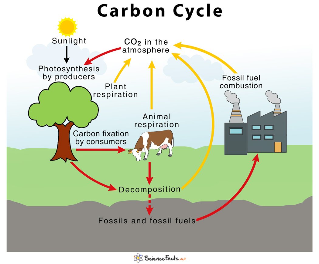 <p>the series of processes by which carbon compounds are interconverted in the environment, including photosynthesis and respiration. </p>