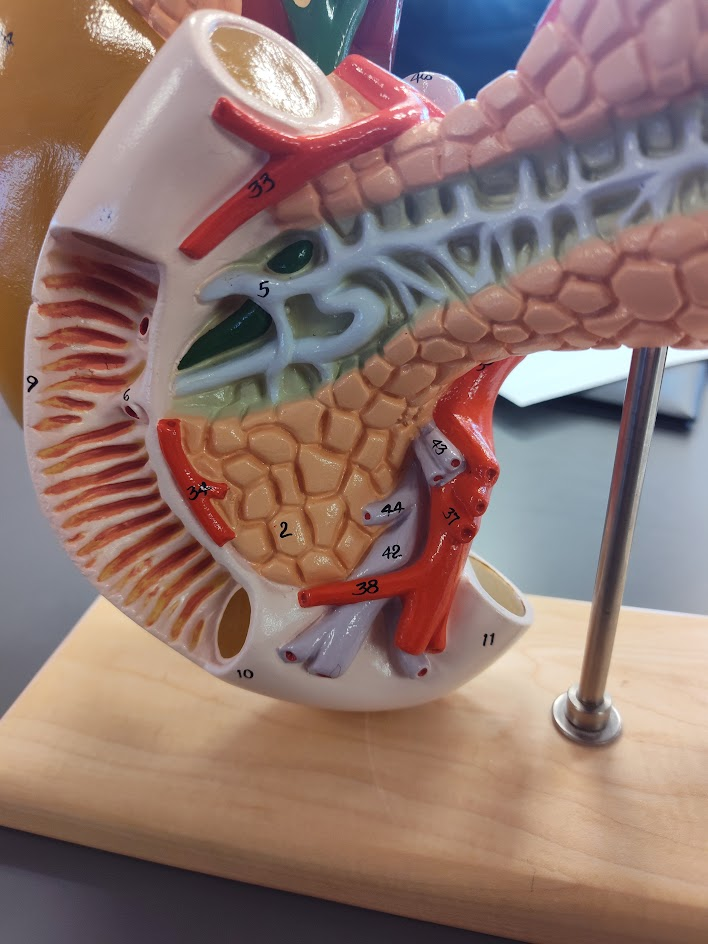 <p>papilla major of duodenum</p>