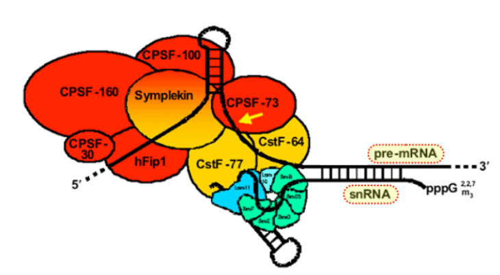 <p>What is this a picture of?</p><p>Which step in RNA processing is it involved in?</p>