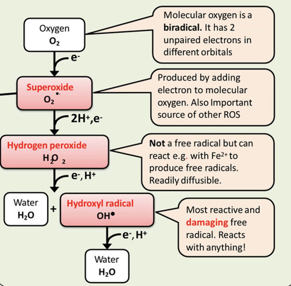 <p>Hydrogen peroxide can react with Fe2+ ions to produce free radicals</p>