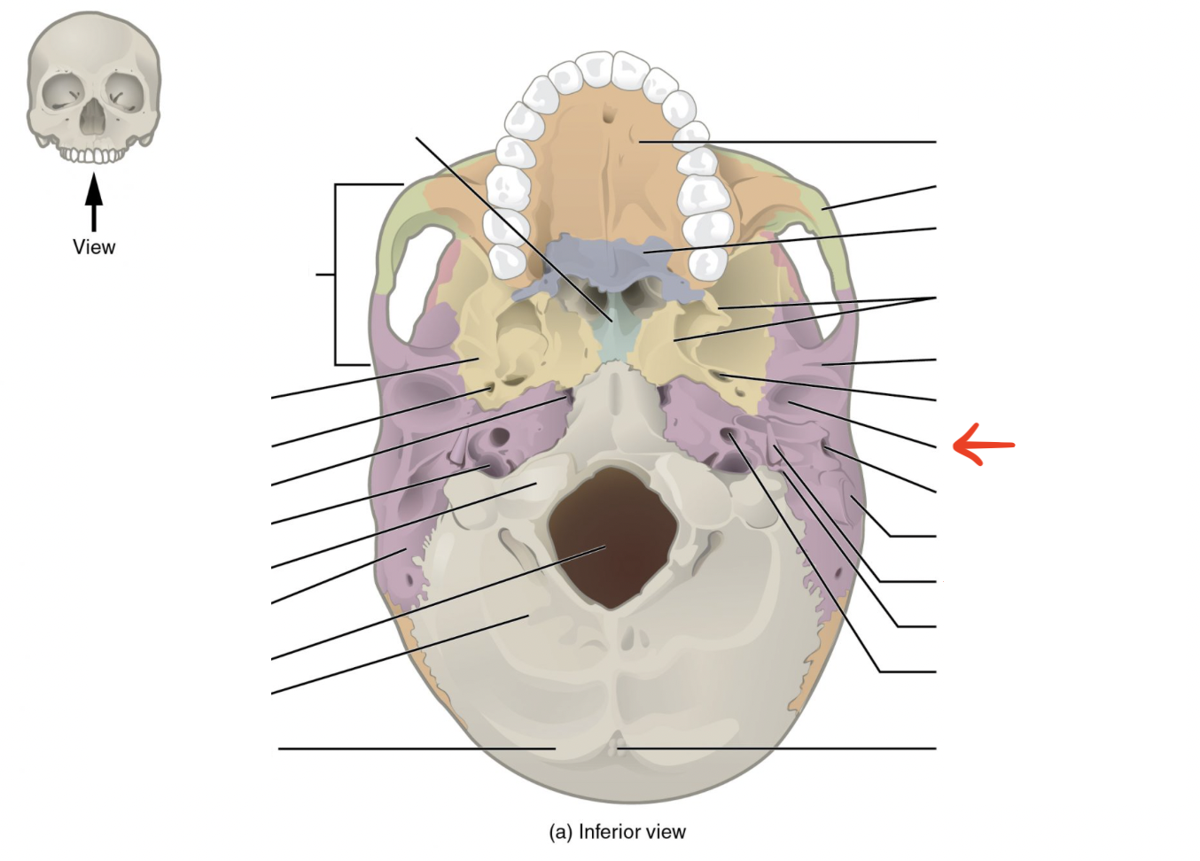 <p>Articulates w/ mandibular condyles on mandible</p>