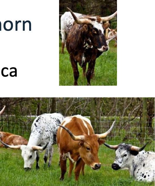 <p>Texas Longhorn</p><p></p><p><strong>Origin</strong>: North America</p><p><strong>Color</strong>: Multi-colored</p><p><strong>Horns</strong>: Horned</p><p><strong>Size</strong>: Large</p><p><strong>Traits</strong>: Hardy, adaptable, lean beef</p>