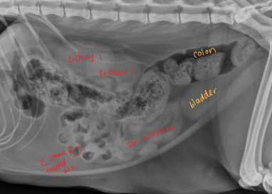 <ul><li><p><strong>Common to ancho</strong>r: pylorus (dog)</p><ul><li><p>under tongue (cat)</p><ul><li><p>Causes erosion into mesenteric border</p></li></ul></li></ul></li></ul><ul><li><p><span style="color: rgb(136, 136, 136);"><strong>Cs:</strong></span><strong> vomiting, depression, anorexia, diarrhea, pain, dehydration, palpable mass, <u>string under tongue (C)</u>, weight loss</strong></p></li><li><p><span style="color: rgb(136, 136, 136);"><strong>Dt:</strong> </span>rads (<u>stacking/bunching SI</u>, pneumoperitoneum), US</p></li><li><p><span style="color: rgb(136, 136, 136);"><strong>Tx:</strong></span><strong> </strong>gastroprotectants, Enterotomy (healthy bowel), R&amp;A (damaged bowel), gastrotomy, (linear FB), <strong><u>fluids!!</u></strong></p></li></ul><img src="https://knowt-user-attachments.s3.amazonaws.com/0d7ea7da-b712-43ab-a0e9-a7f5f919fb2a.png" data-width="50%" data-align="center"><img src="https://knowt-user-attachments.s3.amazonaws.com/329b13d5-8903-4d37-a73c-211947bff139.png" data-width="50%" data-align="center"><p></p>