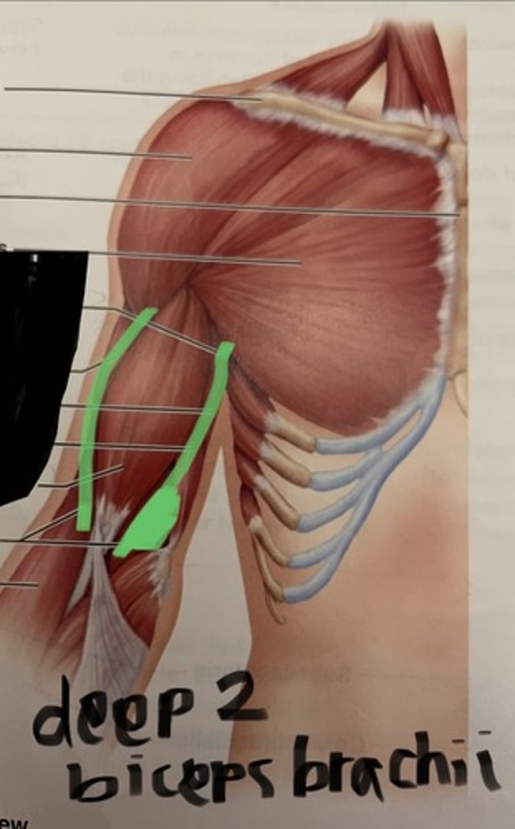 <p>O: humerus</p><p>I: coronoid process of ulna</p><p>A: flexes elbow</p>
