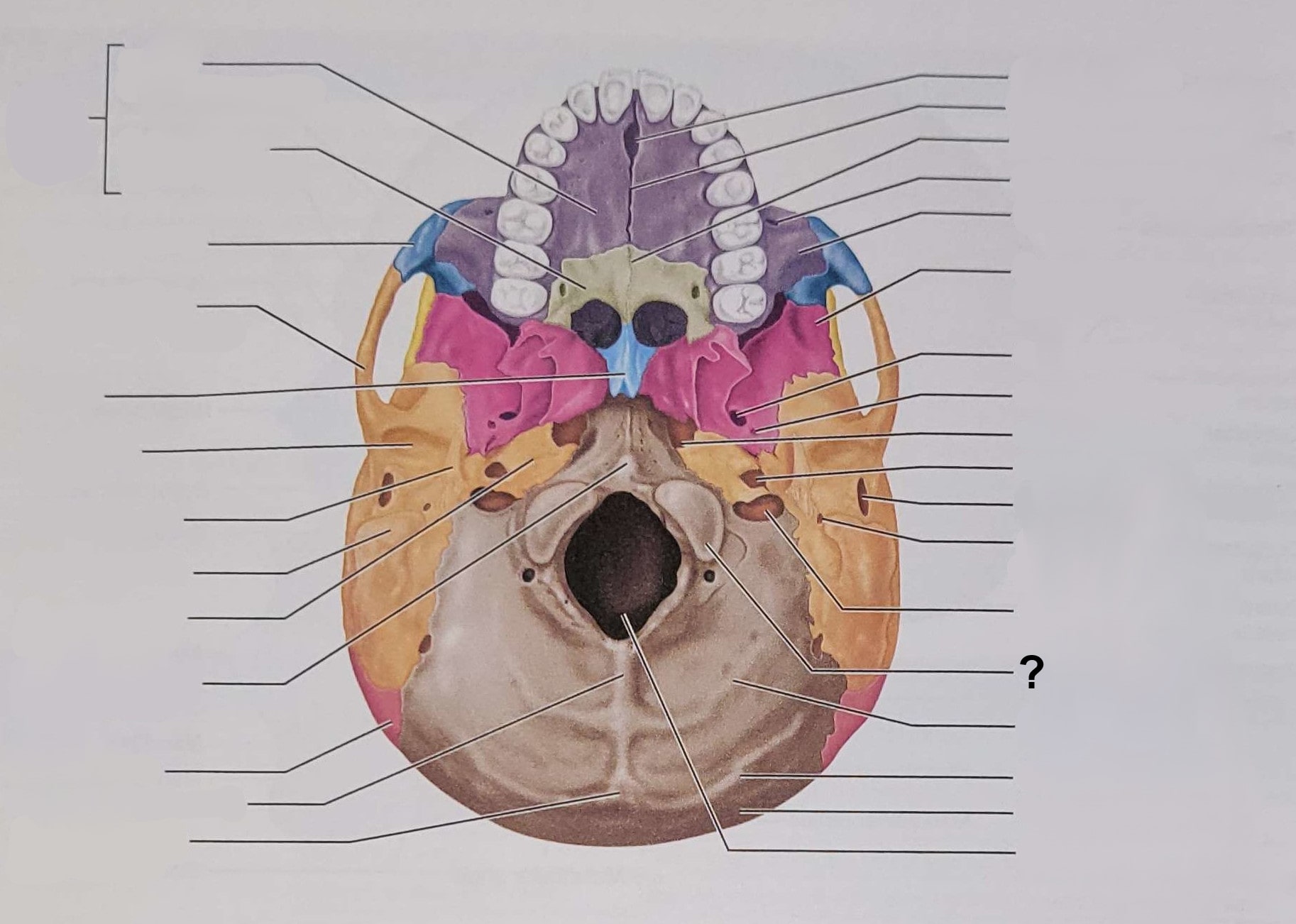<p>Name the indicated structure</p>