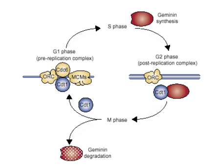 <p>protein that ensures cells only have one cycle of DNA replication </p><p>✧ Expressed @ S phase → binds to Cdt1 preventing new <strong><u><span style="color: purple">pre-replication complexes</span></u></strong><span style="color: purple"> (presence enables replication, consists of MCM, Cdt1)</span></p><p>✧ Anaphase : Geminin degraded freeing Cdt1</p>