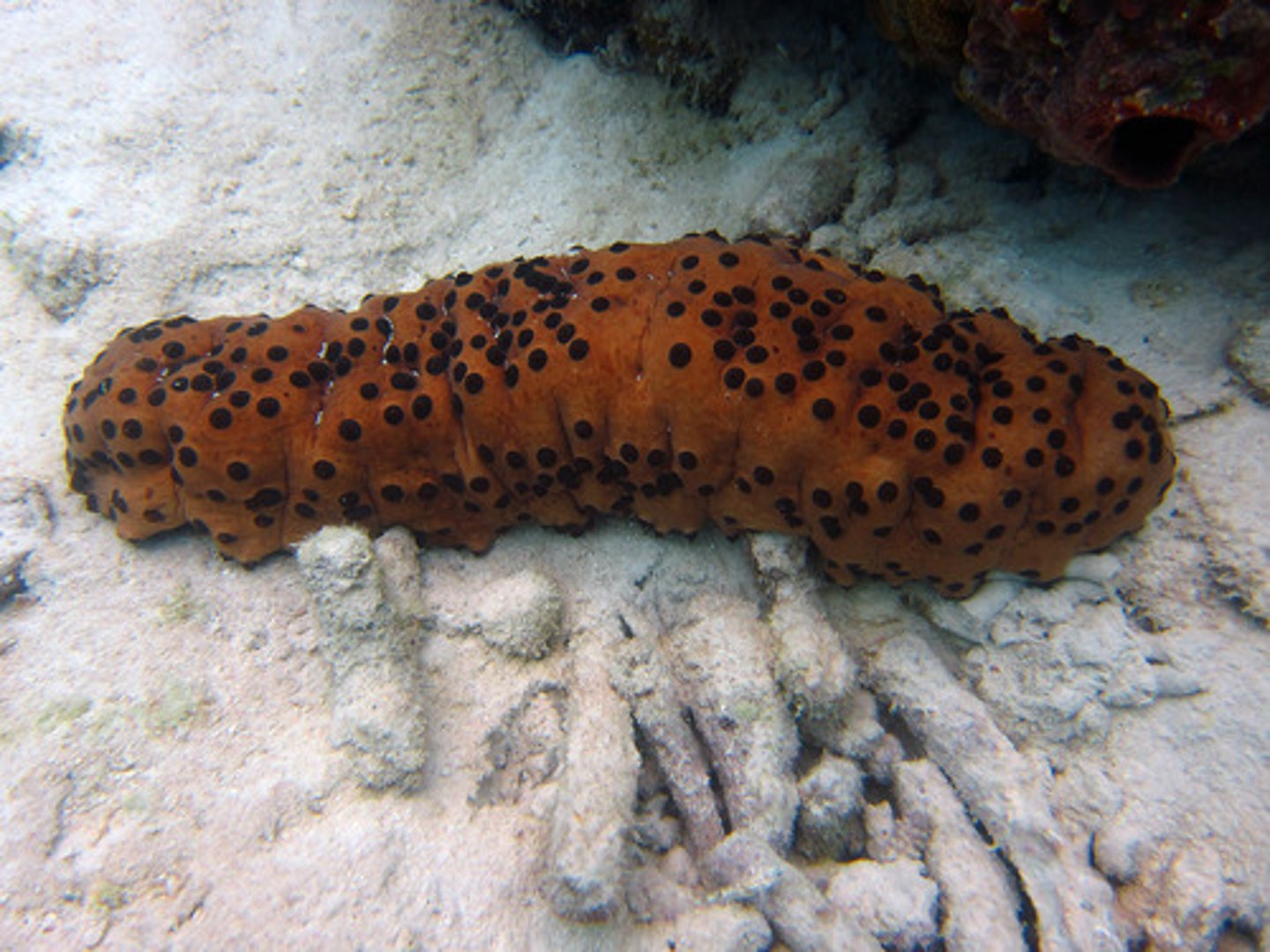 <p>Sea cucumbers</p><p>- lie on sides</p><p>- leathery skin & reduced skeleton</p>