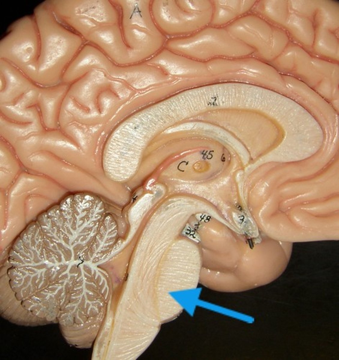<p>It helps relay signals between the cerebrum and cerebellum and plays a role in breathing, sleep, and facial sensations and movements.</p>