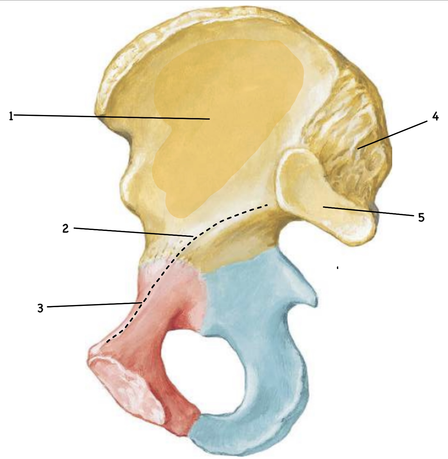 HUESO COXAL VISTA MEDIAL 