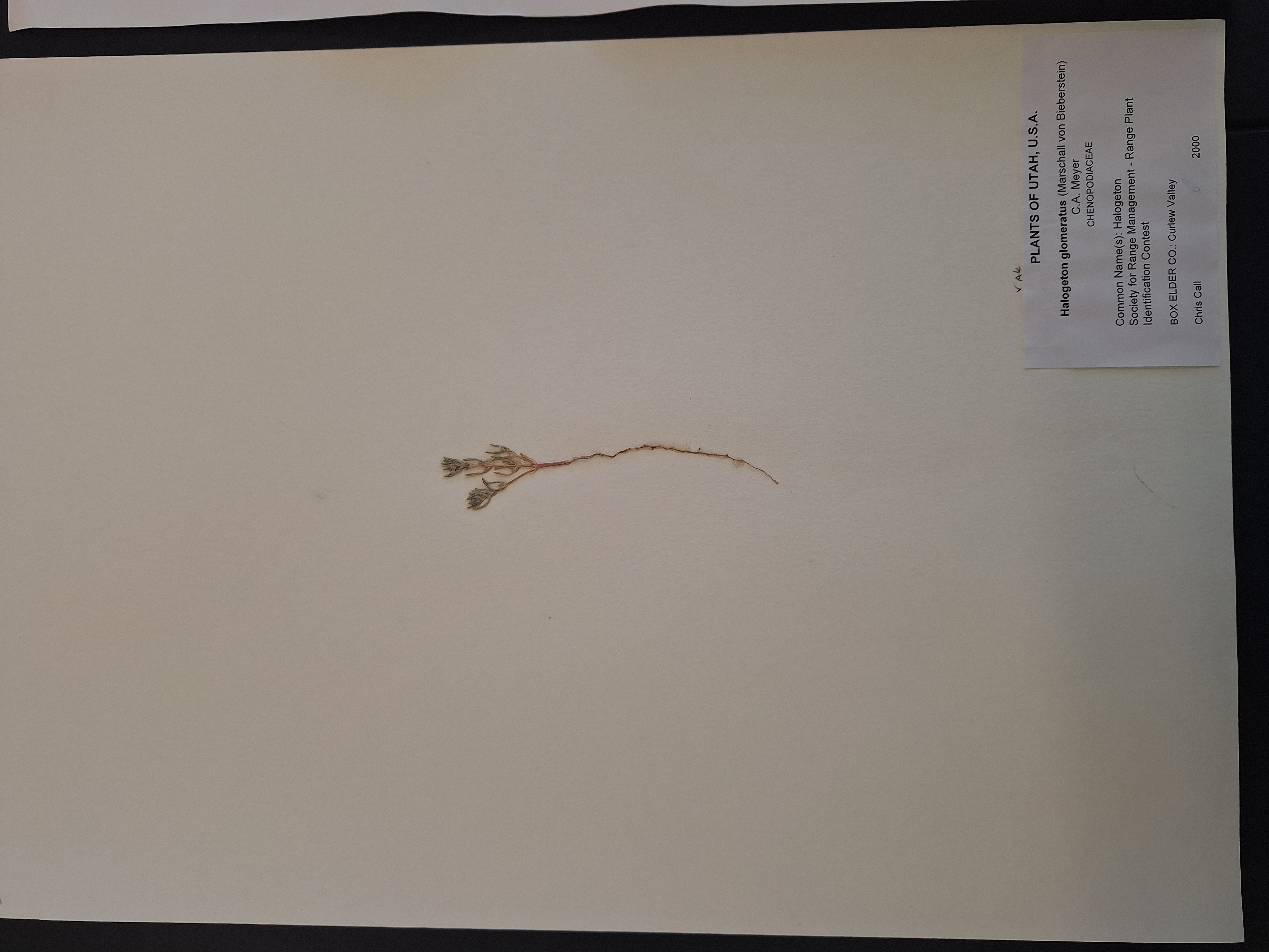 <p>What is this plant</p>