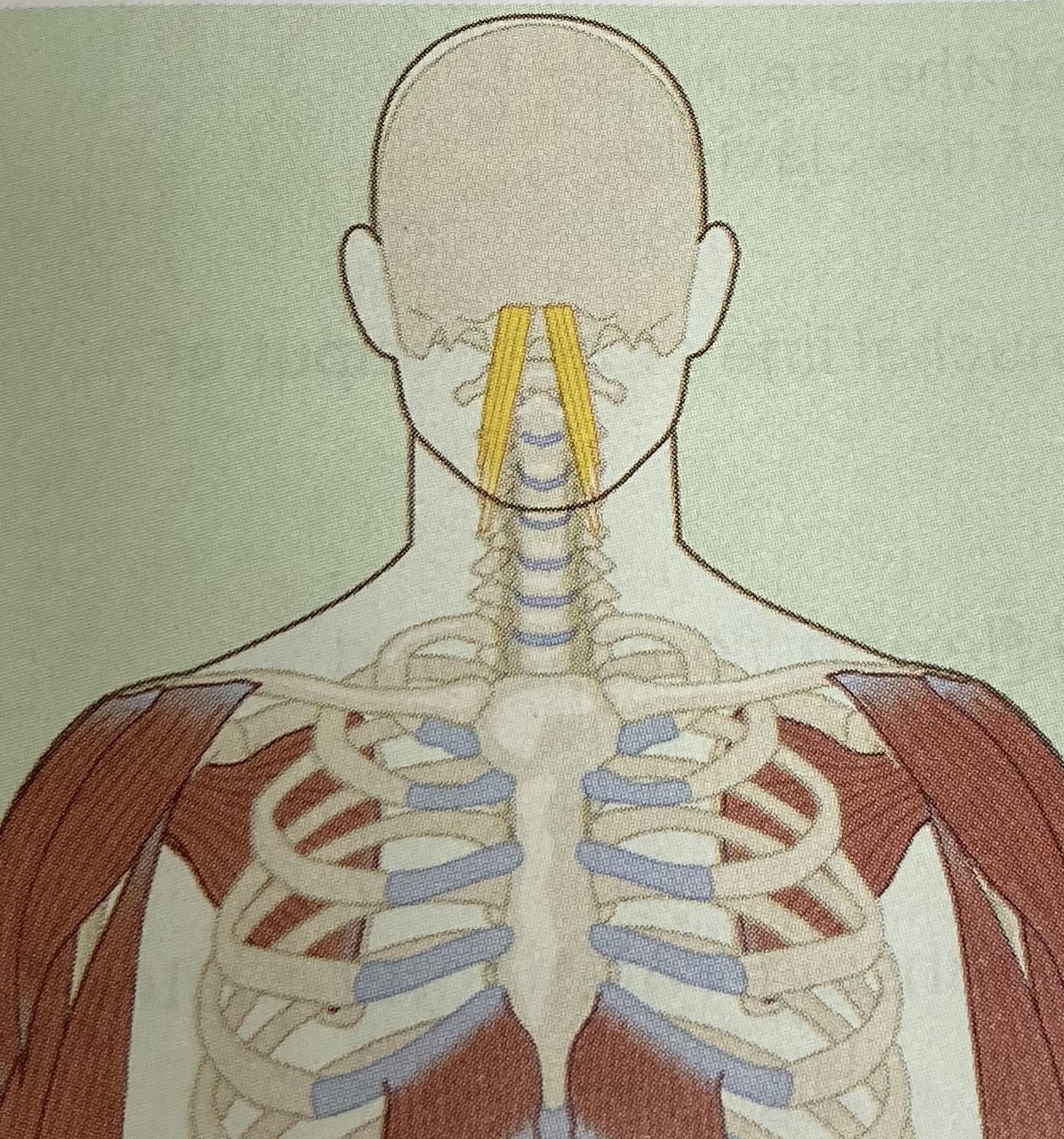 <ul><li><p>category: neck musculature</p></li><li><p>origin: C3-C6</p></li><li><p>insertion: occipital bone</p></li><li><p>isolated function: concentric cervical flexion and lateral flexion</p></li><li><p>integrated function: eccentric cervical extension</p></li><li><p>stabilizes the cervical spine</p></li></ul><p></p>