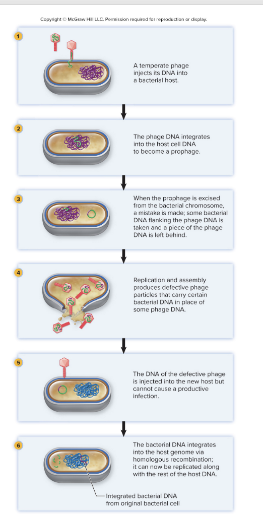 <p>Variation of transduction that only occurs if donor cell is in a state of lysogeny</p><ul><li><p>A temperate bacteriophage injects its DNA into the host cell</p></li><li><p>bacteriophage DNA is integrated into the host cell chromosome, creating a prophage</p></li><li><p>When this bacteriophage DNA isnt cut out correctly, we then have a piece of DNA that is part bacteria and part virus</p></li><li><p>When you make new bacteriophages, they will have the hybrid piece of DNA</p><ul><li><p>This is the transducing particle</p></li><li><p>This replication creates defective viral particles</p></li></ul></li></ul><ul><li><p>Bacteriophage injects the hybrid molecule into a bacterial cell</p></li><li><p>Bc it doesn’t have all the bacteriophage genes, no new viruses can be made</p></li><li><p>The bacteriophage DNA is degraded, and the bacterial DNA is integrated into the cell</p></li></ul><p></p>