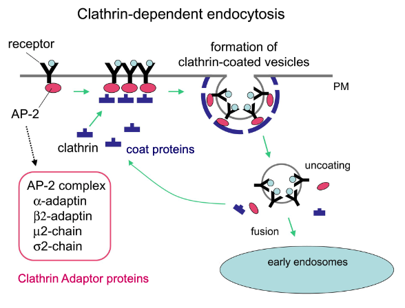 <p>if this is endocytosis, which side is extracellular and cytosolic? why?</p>