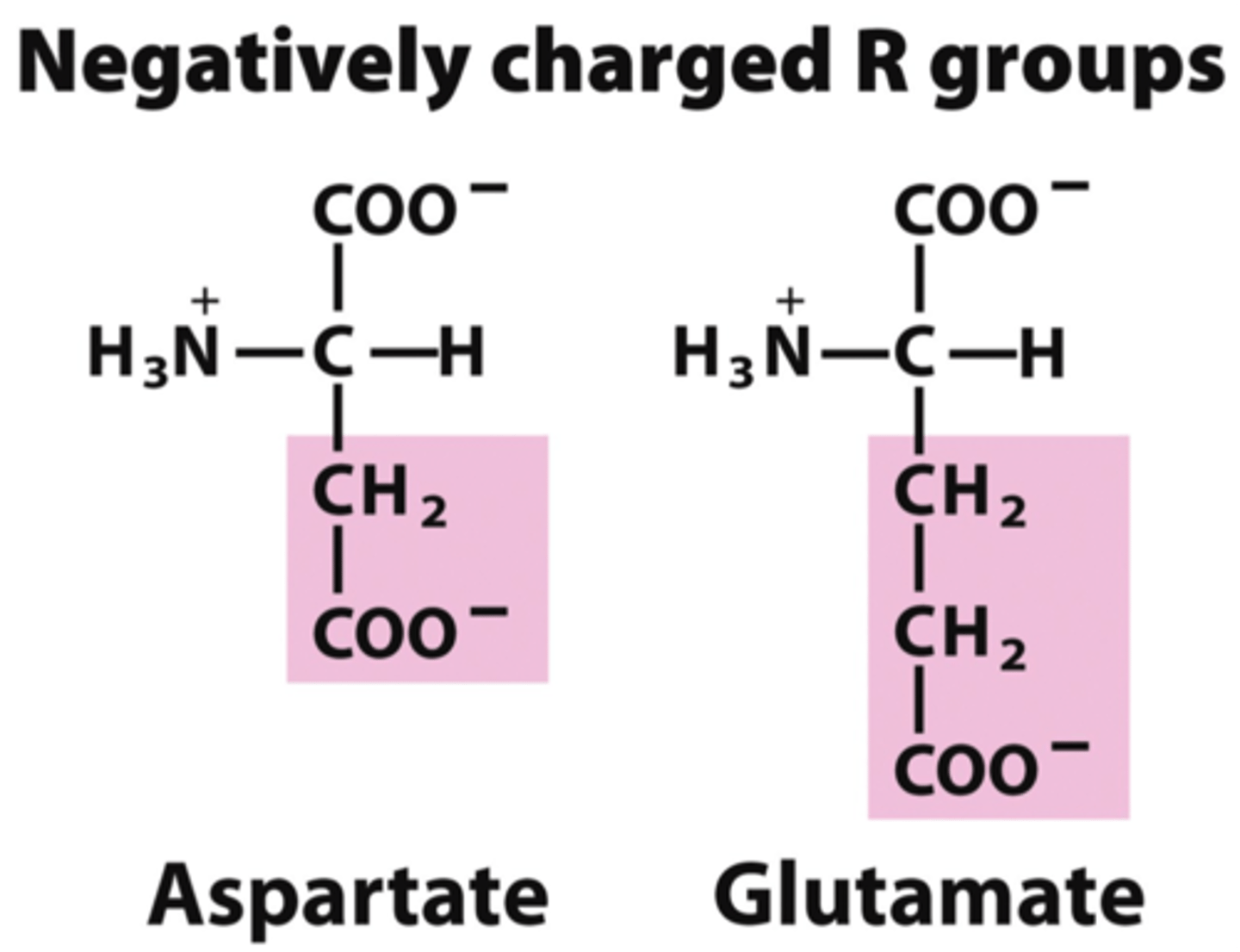 <p>Aspartic acid Asp D</p><p>Glutamic acid Glu E</p>