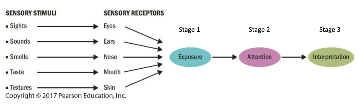 <p>perception is a three-stage process that translates raw stimuli into meaning</p><p>each individual interprets the meaning of a stimulus that’s consistent with own unique biases, needs, and experiences</p>