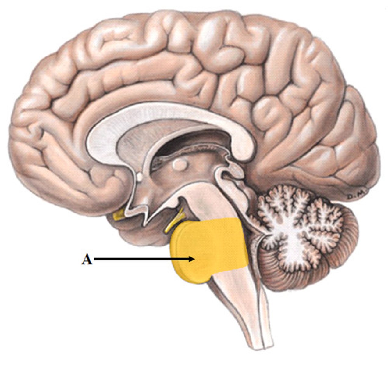 <p>respiration control relays info</p>