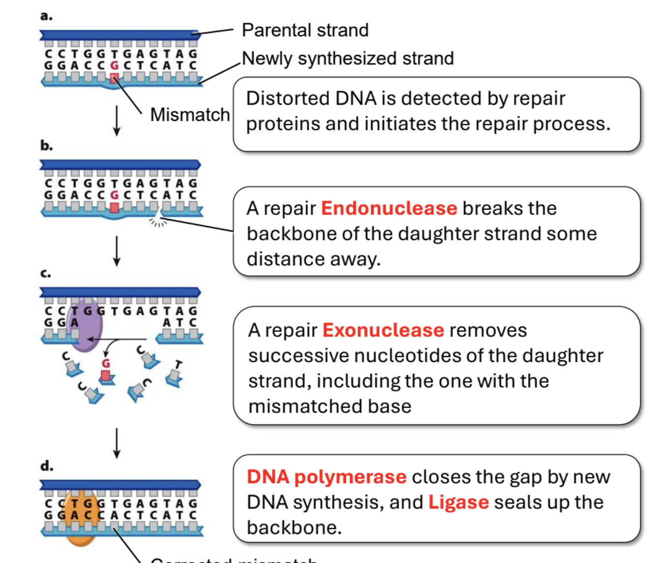 <p>Mismatched base pairs are detected by repair proteins which initiates the process. Endonuclease cuts the DNA some distance away from the mistake on the daughter strand. Then exonuclease begins removing all nucleotides that follow. Then polymerase synthesizes the correct DNA (there’s a free 3’ OH), while ligase connects the synthesized strand and the non-mismatched part of the daughter strand. </p>