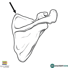 <p>what angle is this? posterior view</p>