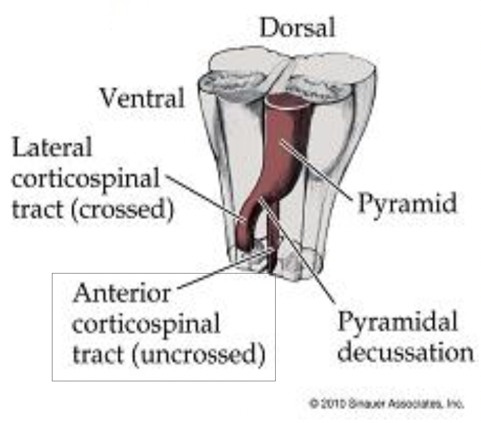 <p>The <em><u>anterior corticospinal tract</u></em> has the same origin as what tract? Where is the descent the same until?</p>