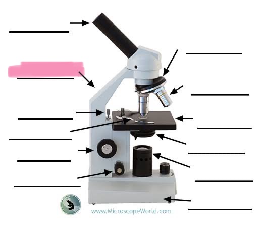 <p>label the highlighted </p>