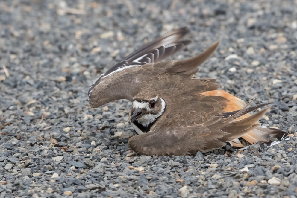 <p>Killdeer</p><p>(pictured: faking injury)</p>