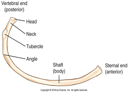 <p>individual rib</p>