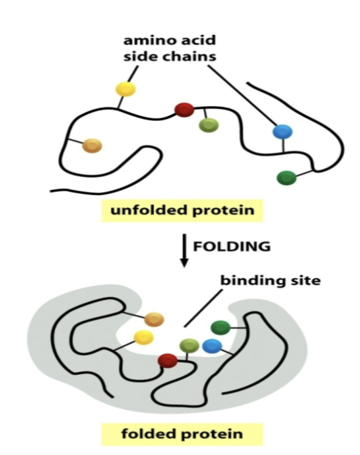 <p>Amino acids that contribute to binding a ligand are often quite far apart on a protein’s primary sequence!</p>