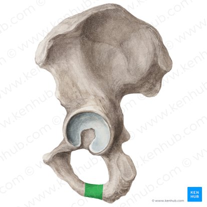 <p>Origin: adductor magnus (adductor part;partial)</p>