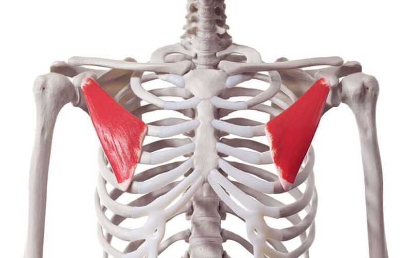 <p>Spiernaam, origo en insertie, functie</p>