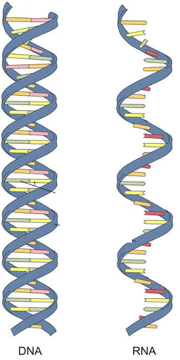 <p>a class of biomolecles made up of one or two chains of nucleotides; includes either RNA or DNA that carry genetic information</p>