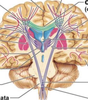 <p>What categories of white matter tracts are seen here (what colour)?</p>