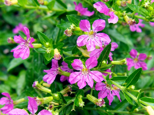 <p>Mexican Heather (Lythraceae)</p>