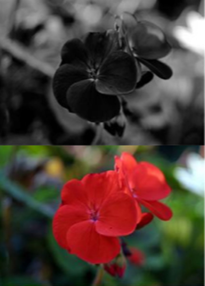 <p>as lighting conditions change from scotopic to photopic, the wavelengths to which we are sensitive increases from 507 to 555 nm. Results in a relative increase in brightness of longer wavelength stimuli as lighting changes.</p>