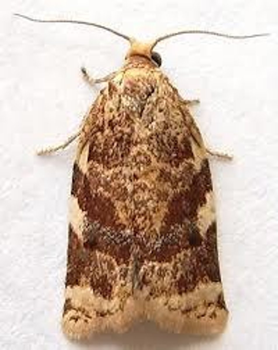 <p>brown, gray, tan, to resemble dead leaves/bark</p><p>small, >3cm</p><p>forewing tips can flare, or square off</p>